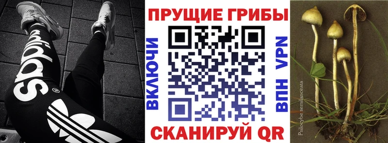 Псилоцибиновые грибы Psilocybine cubensis  блэк спрут как зайти  маркетплейс Telegram  Кудрово 